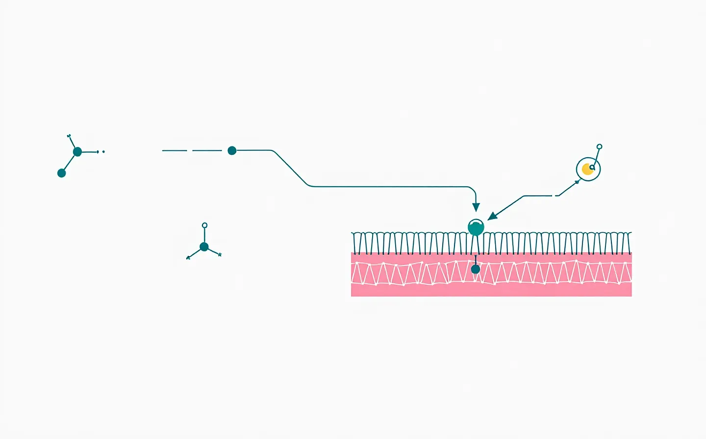 Editorial teal-and-slate schematic of a three-bead KPV tripeptide chain and a PepT1 transporter carrying a peptide bead across an epithelial membrane, with a single green data-node, on a deep ink-slate ground